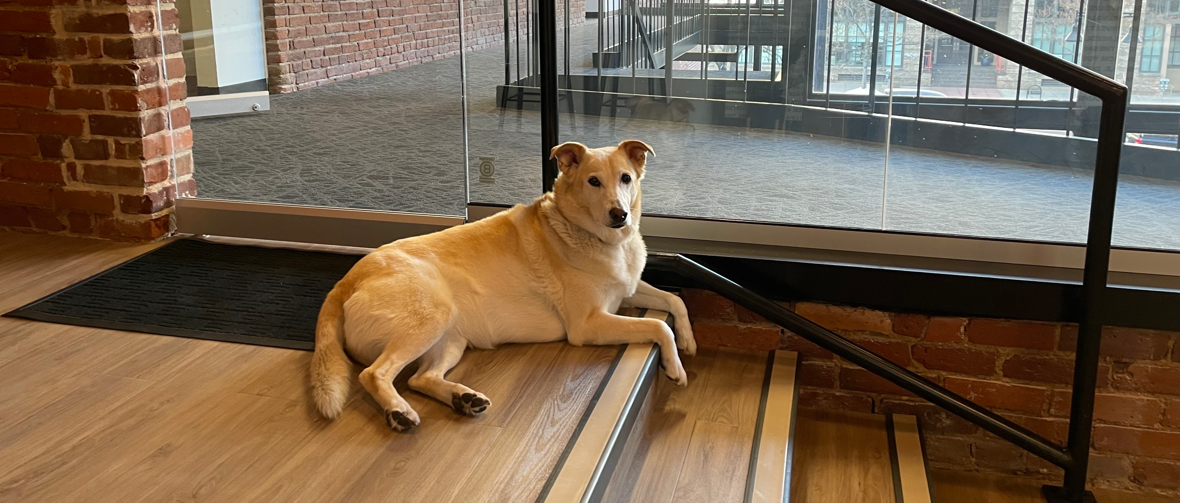 Never hurts when the office is dog friendly, too!